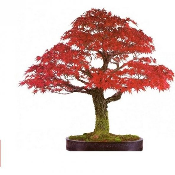 Bodur Flamingo Bonzai Ağacı Tohumu 5 Adet Bonsai Ağacı Tohumu ürün görseli 1