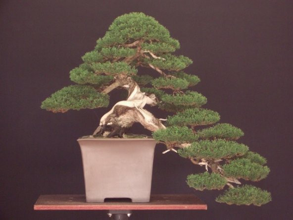 Bodur Lübnan Sediri Bonzai Ağacı Tohumu 5 Adet Bonsai Ağacı Tohumu ürün görseli 1