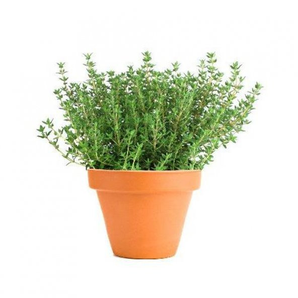 Aromatik Dağ Kekiği Tohumu 25 Adet Kekik Tohumu ürün görseli 1