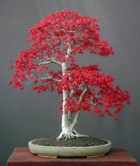 Bodur Acer Rubrum Bonzai Ağacı Tohumu 5 Adet Bonsai Ağacı Tohumu ürün görseli 1