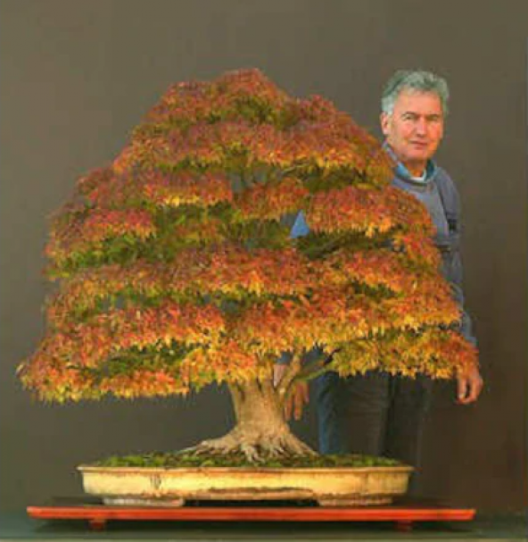 Bodur Çınar Bonzai Ağacı Tohumu 5 Adet Bonsai Ağacı Tohumu ürün görseli 1
