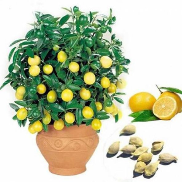 Bodur Hint Limonu Bonzai Ağacı Ekim Seti 5 Adet Tohum Saksı Toprak Kombin ürün görseli 1