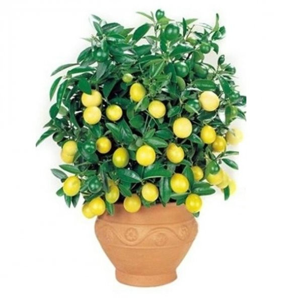 Bodur Hin Limonu Bonzai Ağacı Tohumu 5 Adet Bonsai Ağacı Tohumu ürün görseli 1