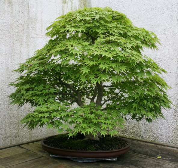 Bodur Japon Redwood Bonzai Ağacı Tohumu 5 Adet Bonsai Ağacı Tohumu ürün görseli 1
