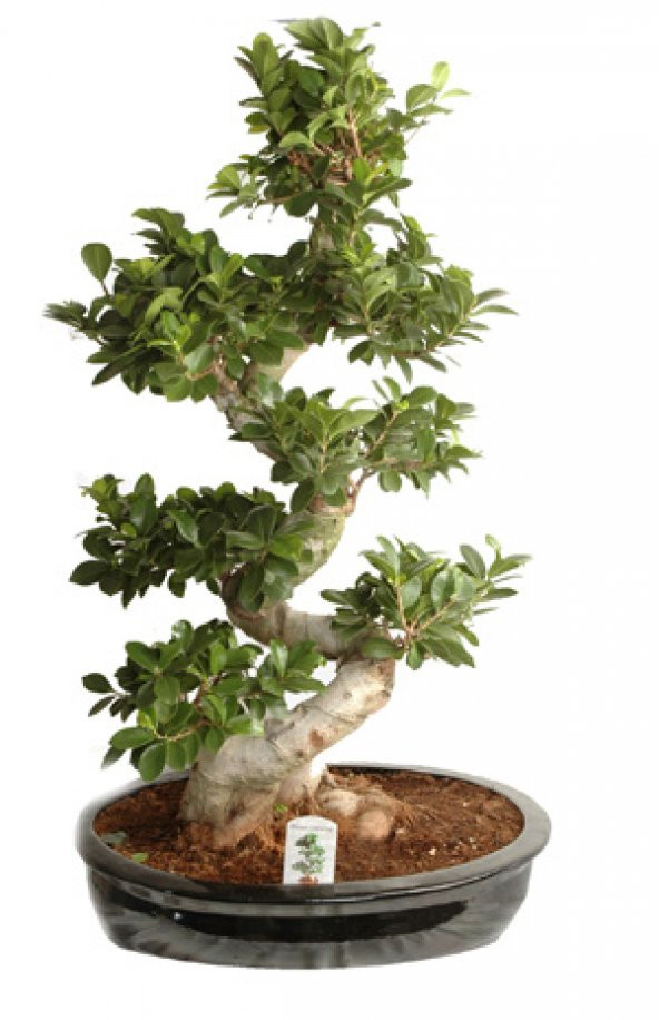 Bodur Hambeles Bonzai Ağacı Tohumu 5 Adet Tohum Bonsai Ağacı Tohumu ürün görseli 1