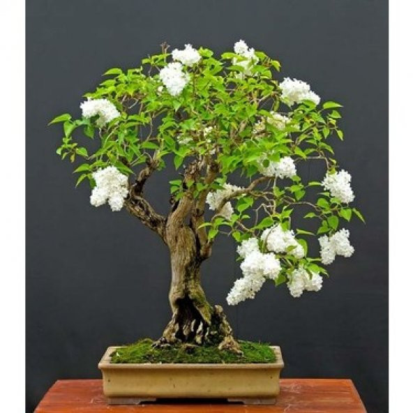 Bodur Beyaz Gül Bonzai Ağacı Tohumu 5 Adet Tohum Bonsai Ağacı Tohumu ürün görseli 1