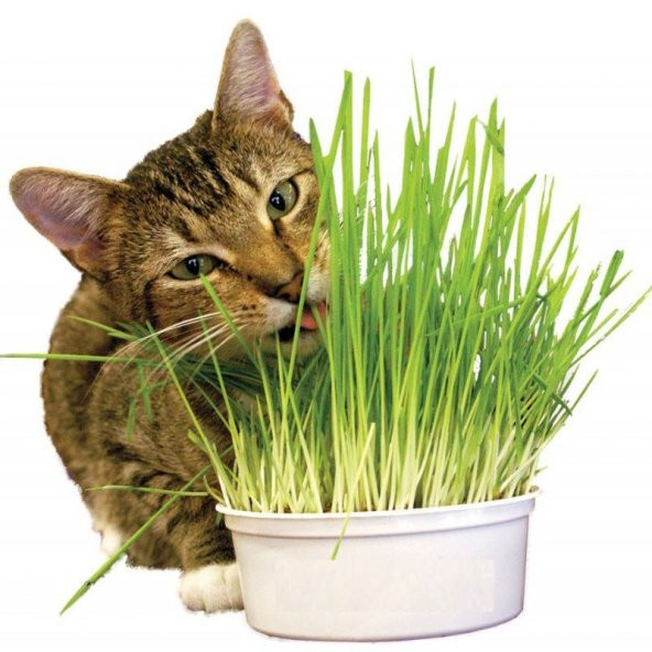 İthal Kedi Çimi Tohumu 30 Gram Tohum Çim Tohumu ürün görseli 1
