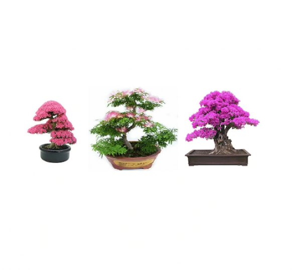 3lü Bonsai Ağacı Ekim Seti Erguvan Gülibrişim Mersin Bonzai Ağacı Tohumu Kombin ürün görseli 1