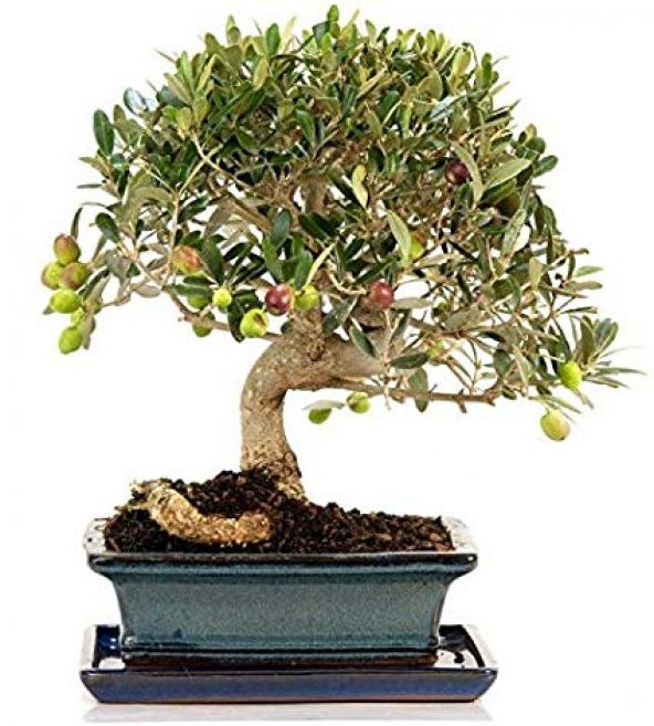 Bodur Zeytin Bonzai Ağacı Tohumu 2 Adet Tohum Bonsai Ağacı Tohumu ürün görseli 1
