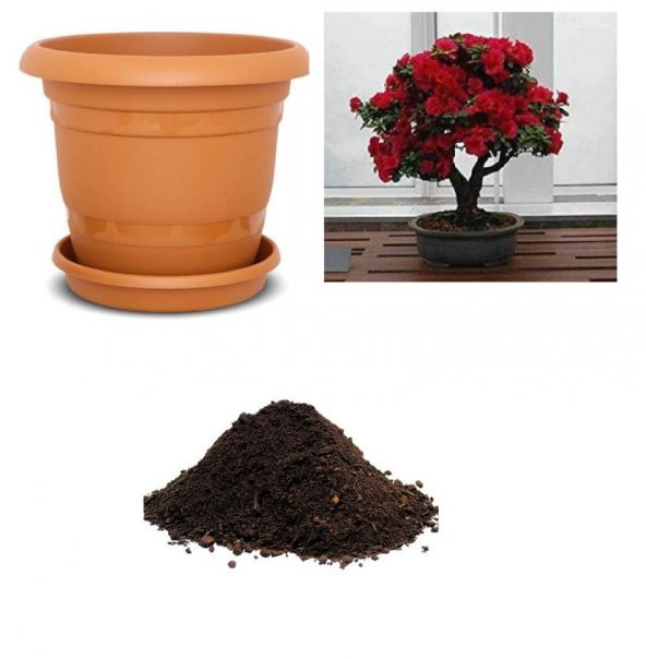İthal Bodur Kırmızı Gül Bonsai AğacıTohumu Ekim Seti ürün görseli 1