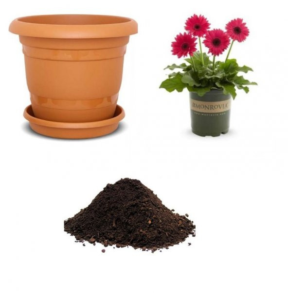 Karışık Gerbera Çiçeği Tohumu Ekim Seti ürün görseli 1