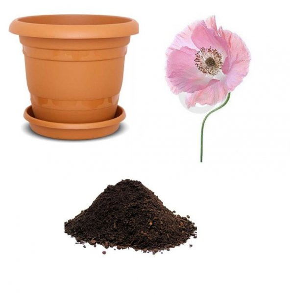 Pembe Gelincik Çiçeği Tohumu Ekim Seti ürün görseli 1