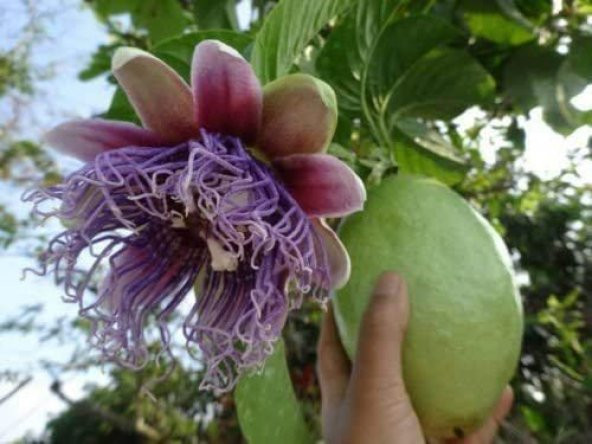 İthal Pasiflora Quadrangularis Tohumu Ekim Seti - Resim 3