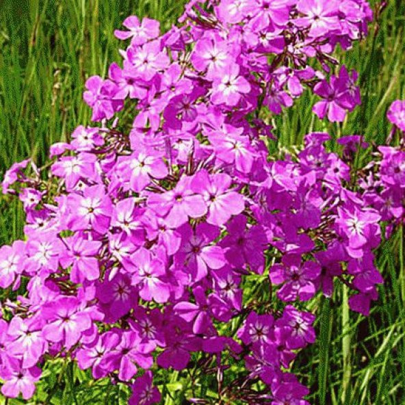Karışık Phlox Çiçeği Tohumu Ekim Seti - Resim 3