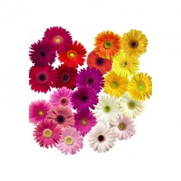 Karışık Gerbera Çiçeği Tohumu Ekim Seti - Resim 3