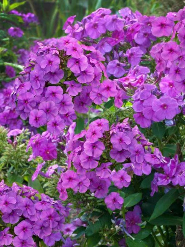 Karışık Phlox Çiçeği Tohumu Ekim Seti - Resim 4