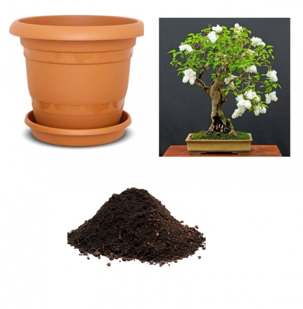 İthal Bodur Beyaz Gül Bonsai Ağacı Tohumu Ekim Seti ürün görseli 1