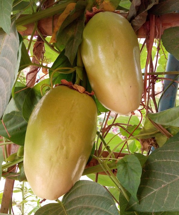 İthal Pasiflora Quadrangularis Tohumu Ekim Seti - Resim 4