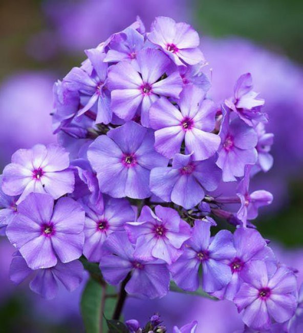Karışık Phlox Çiçeği Tohumu Ekim Seti - Resim 5