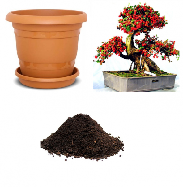 İthal Karadut Bonsai Ağacı Tohumu Ekim Seti ürün görseli 1
