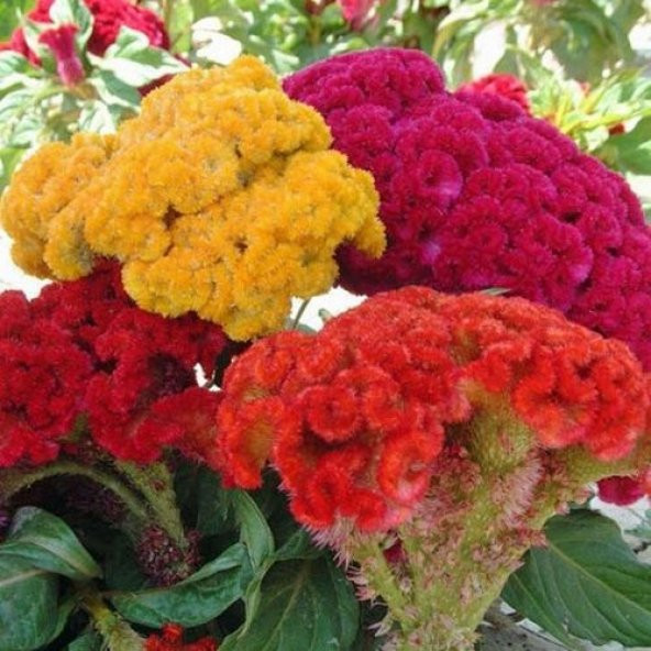 Karışık Celosia Tohumu Ekim Seti - Resim 4