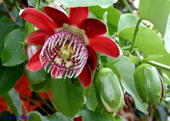 İthal Pasiflora Quadrangularis Tohumu Ekim Seti - Resim 5