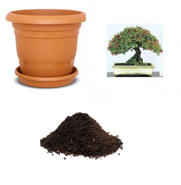 İthal Kırmızı Alıç Bonsai Ağacı Tohumu Ekim Seti ürün görseli 1