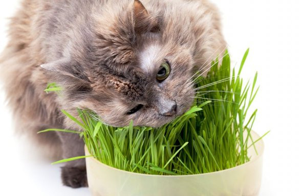 İthal Kedi Çimi Tohumu 100 GR Tohum Çim Tohumu ürün görseli 1