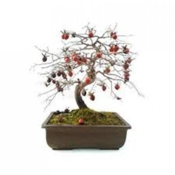 İthal Nadir Bodur Hurma Bonzai Ağacı Tohumu 1 Tohum Bonsai Tohumu ürün görseli 1