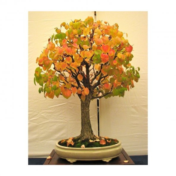Nadir İthal Bodur Katsura Bonzai Ağacı Tohumu 5 Tohum Bonsai ürün görseli 1