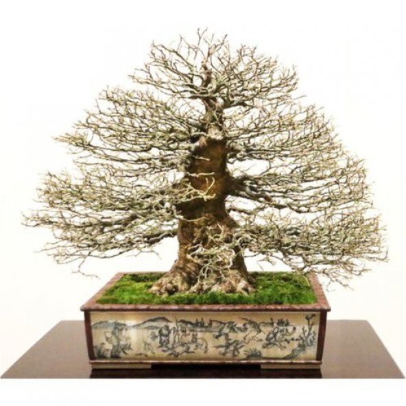 Nadir İthal Bodur Enkiantus Bonzai Ağacı Tohumu 5 Tohum Bonsai Tohumu ürün görseli 1