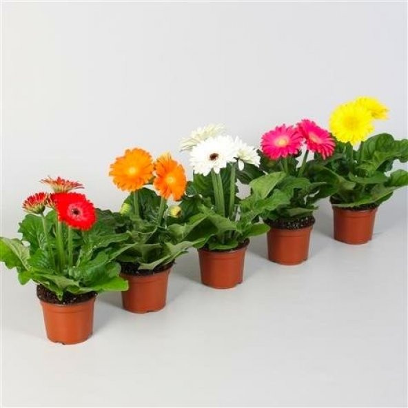 Saksılık Karışık Gerbera Çiçeği Tohumu Ekim Seti 5 Tohum Çiçek Tohumu Saksı Toprak Kombin ürün görseli 1