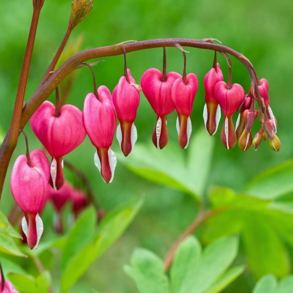 Nadir İthal Pembe Dicentra Çiçeği Tohumu Ekim Seti 5 Tohum Çiçek Tohumu Saksı Toprak Kombin ürün görseli 1