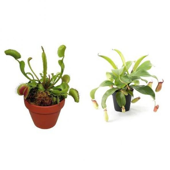 Venus Fly Trap Nepentes Etobur Tohumu Sinek Kapan Tohumu Ekim Seti 10 Tohum Saksı Toprak Kombin ürün görseli 1