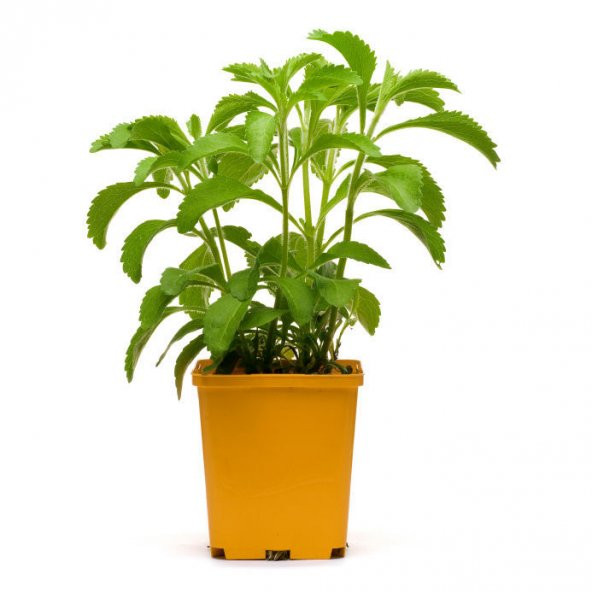 Saksılık Stevia Tohumu Ekim Seti 5 Tohum Şekerotu Tohumu Saksı Toprak Kombin ürün görseli 1