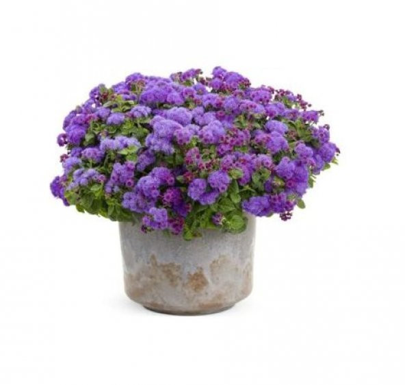 Nadir İthal Ageratum Çiçeği Tohum 10 Tohum Çiçek Tohumu ürün görseli 1