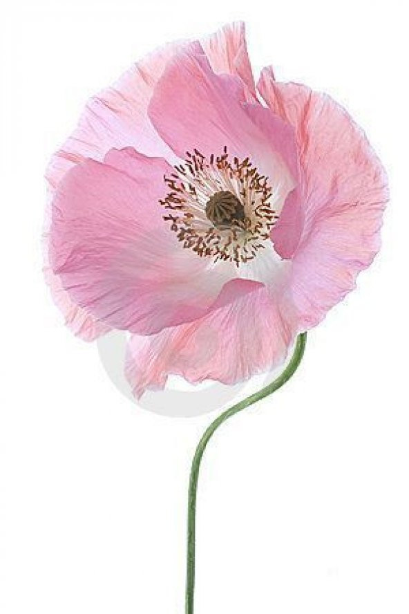 Pembe Gelincik Tohumu Ekim Seti 25 Tohum Çiçek Tohumu Saksı Toprak Kombin ürün görseli 1