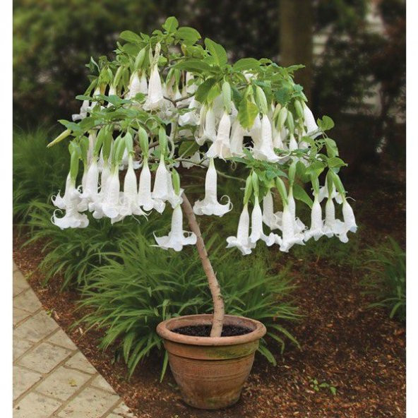 Beyaz Angel Trumpet Tohumu Ekim Seti 3 Tohum Meleklerin Borozanı Çiçeği Tohumu Saksı Toprak Kombin ürün görseli 1