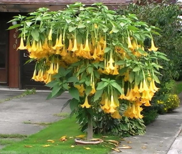 Sarı Angel Trumpet Tohumu Ekim Seti 3 Tohum Meleklerin Borozanı Tohumu Saksı Toprak Kombin ürün görseli 1
