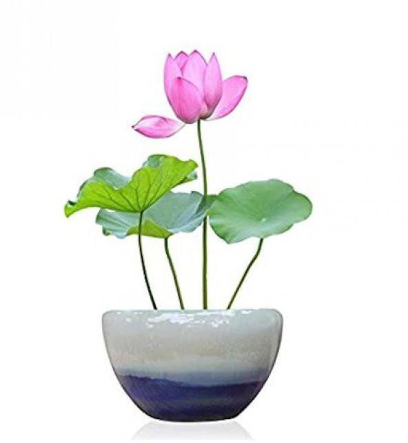 Nadir İthal Lotus Tohumu 20 Tohum Lotus Çiçeği Tohumu Nilüfer Tohumu Su Zambağı Tohumu Zambak Tohumu ürün görseli 1