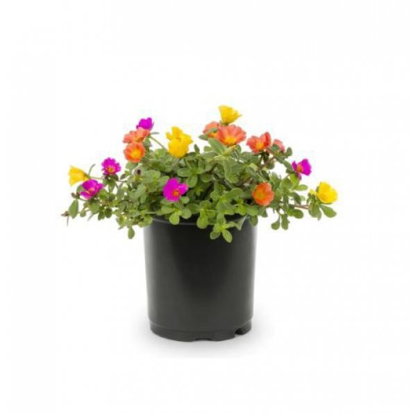 İthal Portulaca Çiçeği Tohumu 5 Tohum Çiçek Tohumu ürün görseli 1
