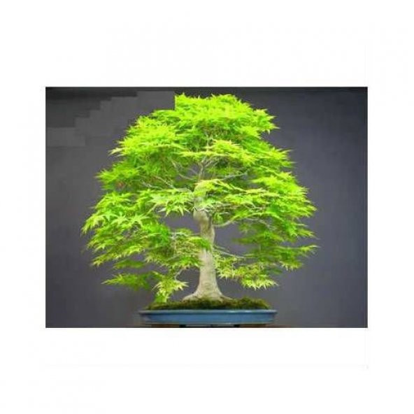 Nadir İthal Bodur Redwood Bonzai Ağacı Tohumu 5 Tohum Bonsai Tohumu ürün görseli 1