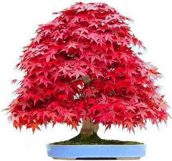 Nadir İthal Bodur Red Maple Bonzai Ağacı Tohumu Ekim Seti 5 Tohum Saksı Toprak Kombin ürün görseli 1