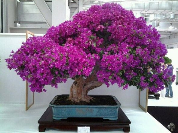 Nadir İthal Erguvan Bonzai Ağacı Tohumu 10 Tohum Bonsai Tohumu ürün görseli 1