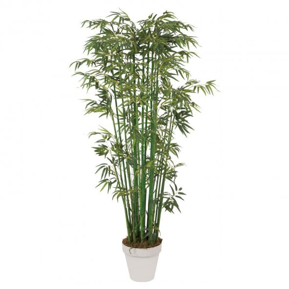Saksılık Nadir İthal Yeşil Bambu Tohumu 5 Tohum ürün görseli 1