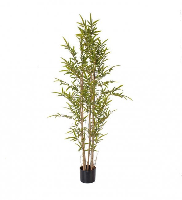 Saksılık Nadir İthal Yeşil Bambu Tohumu 5 Tohum - Resim 2