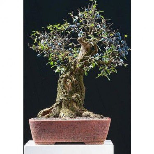 Nadir İthal Blueberry Bonzai Ağacı Tohumu 5 Tohum Bonsai Tohumu ürün görseli 1