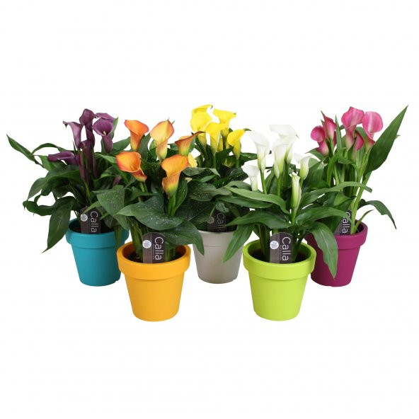Nadir İthal Karışık Calla Lily Tohumu Ekim Seti 10 Tohum Saksı Toprak Kombin ürün görseli 1