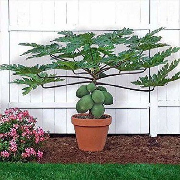 İthal Tropikal Saksılık Papaya Meyvesi Tohumu Bodur Papaya 3 Tohum ürün görseli 1