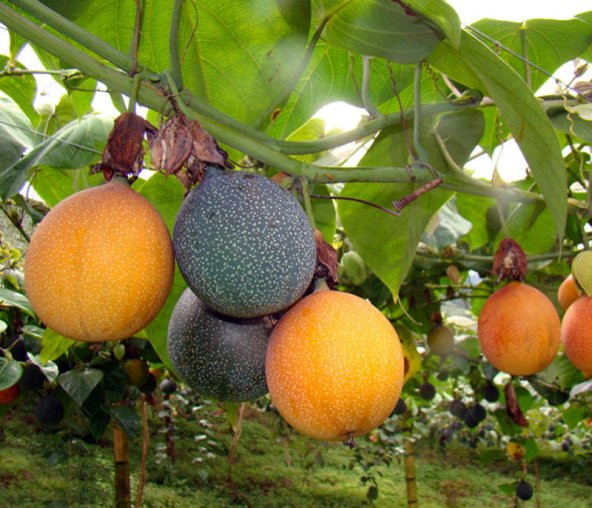 Nadir İthal Tropikal Granadilla Meyvesi Tohumu Ekim Seti 3 Tohum Saksı Toprak Kombin ürün görseli 1